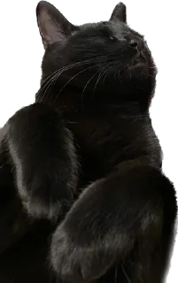 Sticker Valerian The Cat - 2