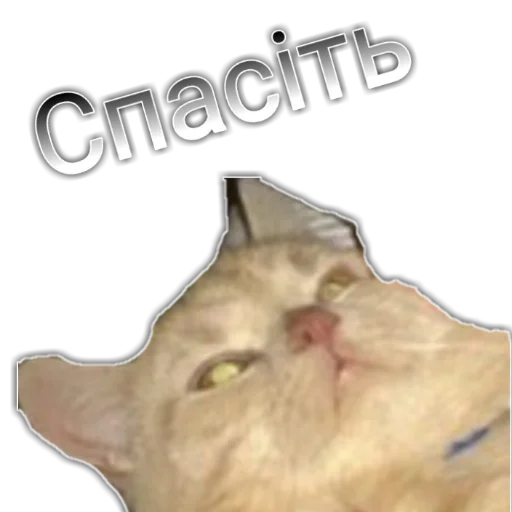 animal cat domestic cat