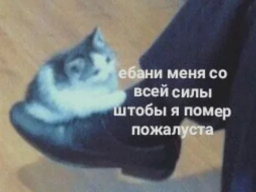 кошки малого и среднего размера животное СМС