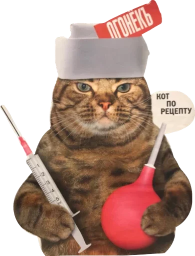 animal small to medium-sized cats cat