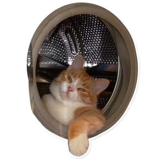 animal cat small to medium-sized cats