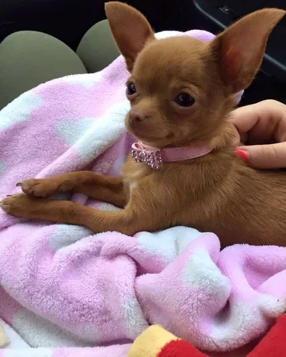 Sticker Valtdogstickers - 1