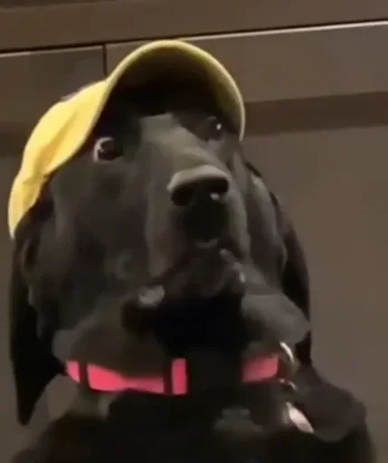 Стикер Valtdogstickers - 1