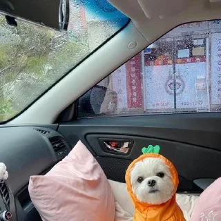 Стикер V A L T | • - 9