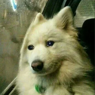 Стикер valya llll - 5