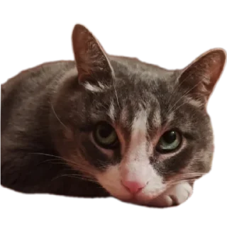 Sticker Вася - 8