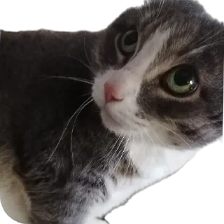 Sticker Вася - 1