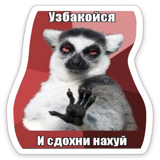 primate mammal animal