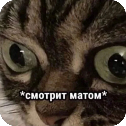 Стикер VazhnyePeregovory203 - 1