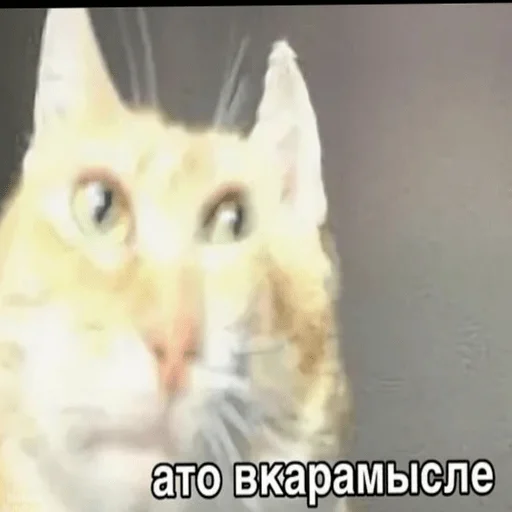 животное млекопитающее кошка