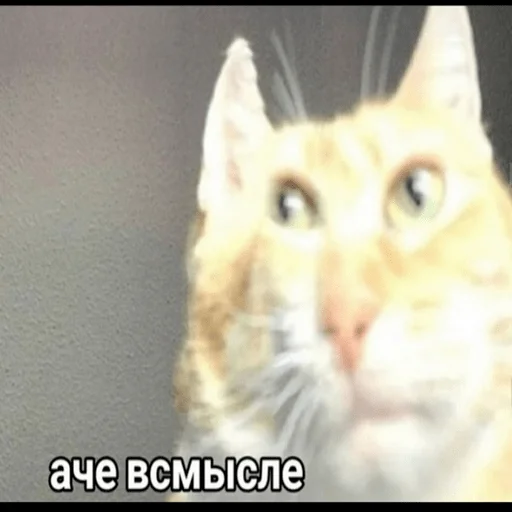 животное млекопитающее кошка