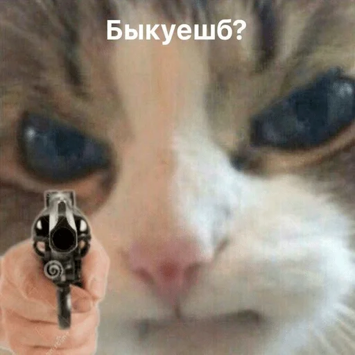 млекопитающее кошка животное