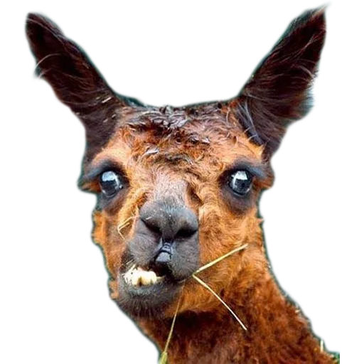 Sticker Vdrebezgi - 1