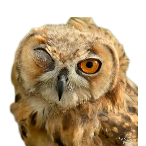 Стикер Vdrebezgi - 1