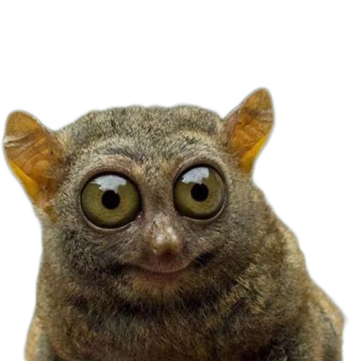 Sticker Vdrebezgi - 1