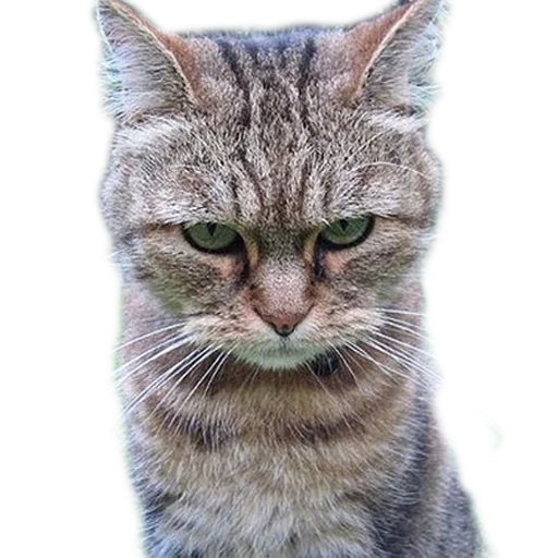 Sticker Vdrebezgi - 1