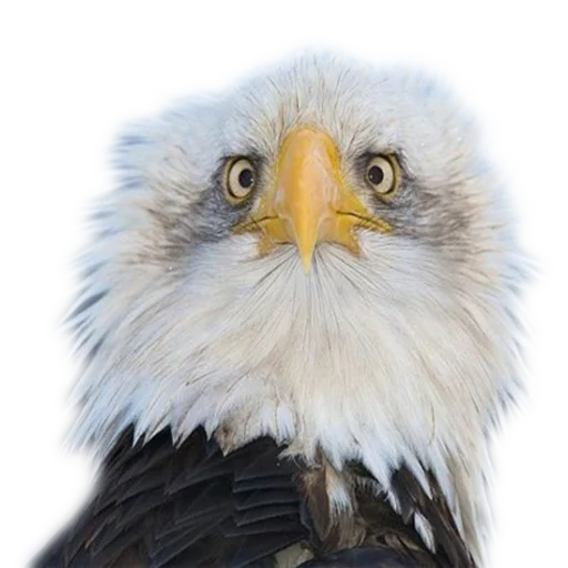 Sticker Vdrebezgi - 1