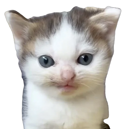 Sticker Vdualcsb - 1