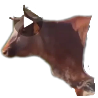 Sticker Ведрулик - 3