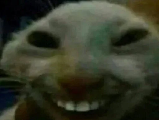 mammal animal whiskers