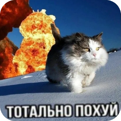 венячка пидарасикв🛐 - 