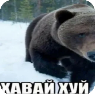 Sticker венячка пидарасикв🛐 - 11