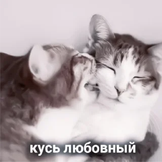 Sticker .°🐚˳• ࣪. V ::
@MINTIEXZ - 5