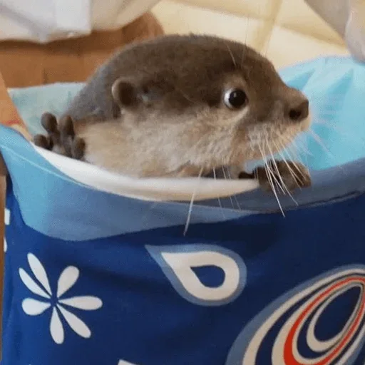 Sticker ВыДрочка2 @stickers_teleg_telegramstickeri - 10