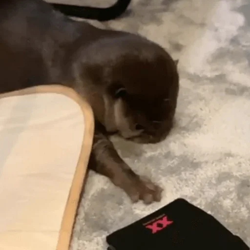 Sticker ВыДрочка2 @stickers_teleg_telegramstickeri - 9