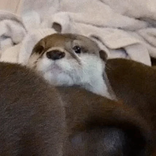 Sticker ВыДрочка2 @stickers_teleg_telegramstickeri - 8