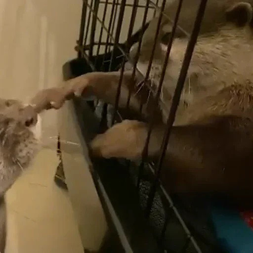 Sticker ВыДрочка2 @stickers_teleg_telegramstickeri - 7