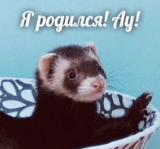 млекопитающее животное хорек