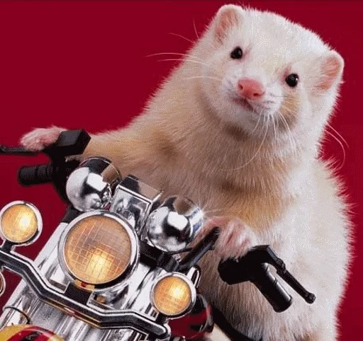 mammal animal polecat