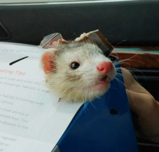 животное млекопитающее грызун