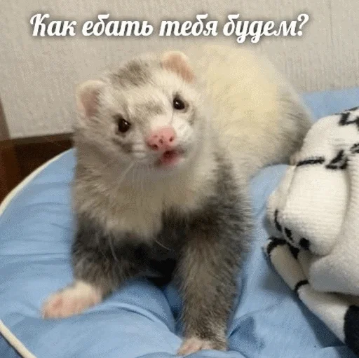 mammal animal polecat