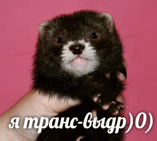 mammal animal mustelidae