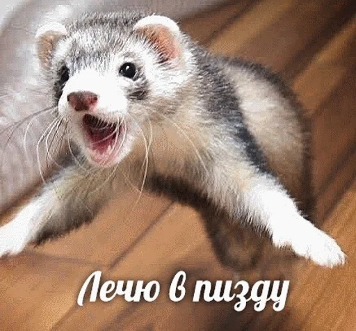 mammal animal polecat