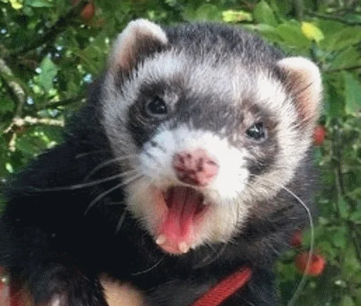 mammal animal polecat