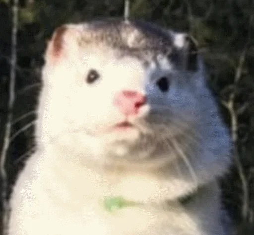 animal mammal outdoor