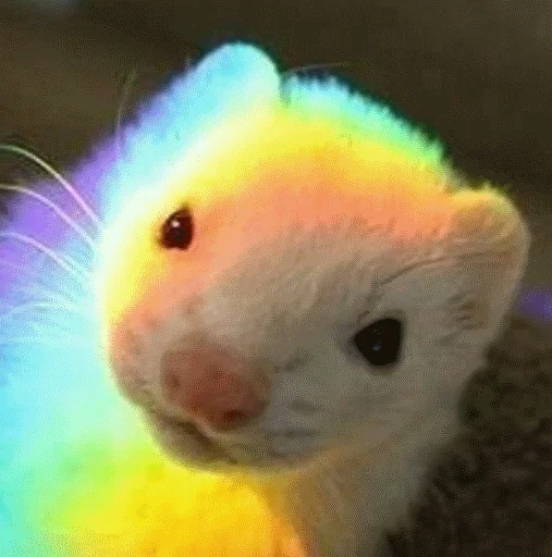 animal mammal rodent