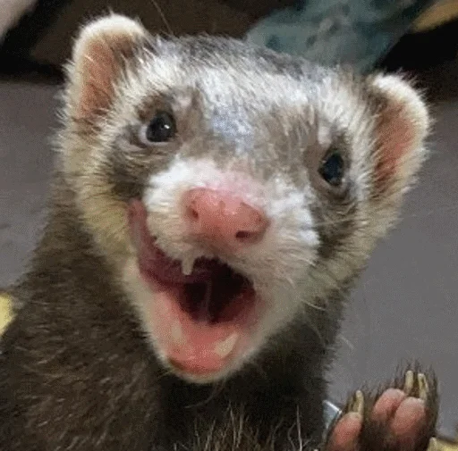 mammal animal polecat