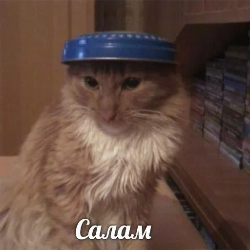 small to medium-sized cats mammal indoor