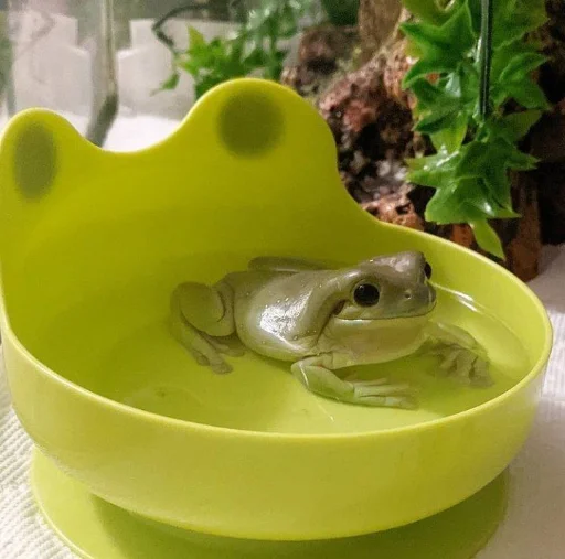 frog plant houseplant