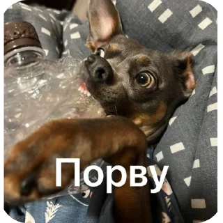 Sticker Викас - 8