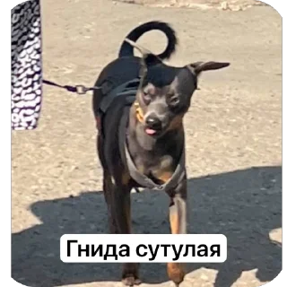 Sticker Викас - 10