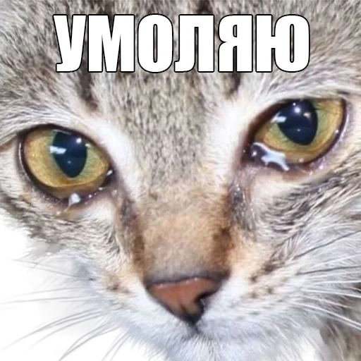 животное кошка млекопитающее