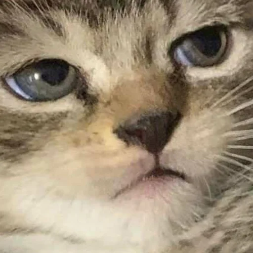 млекопитающее животное кошка