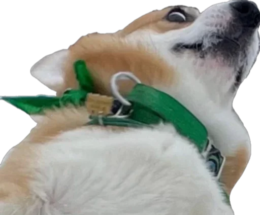 Стикер Vikushkin_yibileyniy - 1