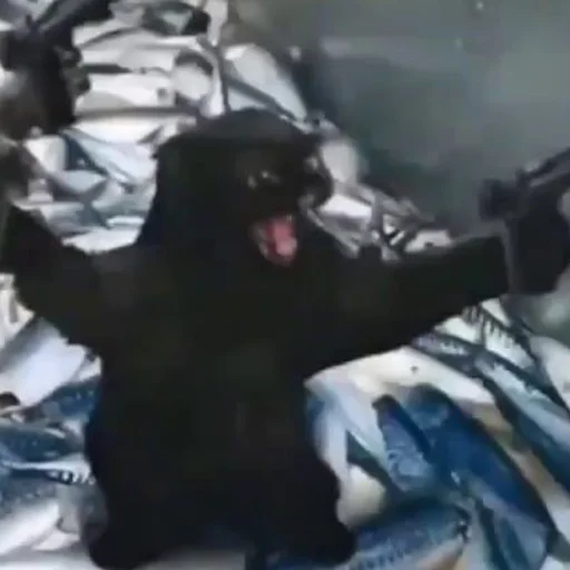 animal mammal black cat