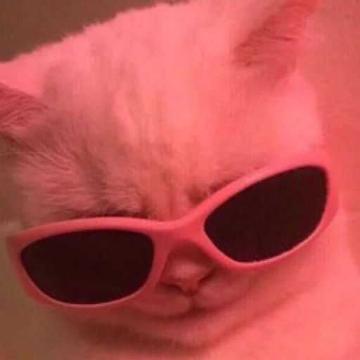 goggles animal accessory